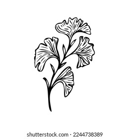 Botanical drawing of ginkgo biloba. Decorative flower. Black and white graphics of botany. Abstract flowers. Twig with leaves vector. Clip art herbarium.