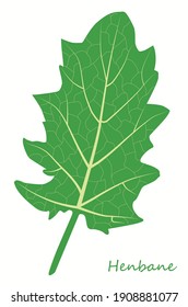Hojas de henbane de dibujo botánico sobre fondo blanco