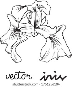 Botanical drawing of Iris flower handdrawn vector line art black and white