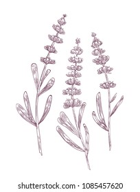 Botanical drawing of lavender flowers and leaves hand drawn with contour lines on white background. Gorgeous flowering plant or fragrant herb used in aromatherapy. Monochrome vector illustration