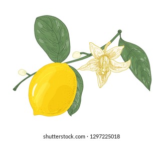 Botanical drawing of lemon tree branch with flowers, buds and leaves isolated on white background. Fresh raw yellow citrus fruit. Natural vector illustration hand drawn in elegant antique style.