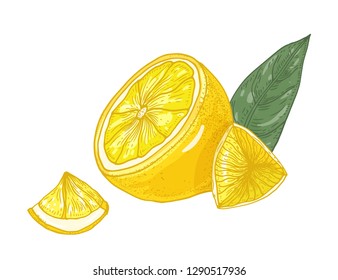 Botanical drawing of lemons cut into pieces and leaves isolated on white background. Organic ripe bright yellow citrus fruit. Natural vector illustration hand drawn in elegant antique style.
