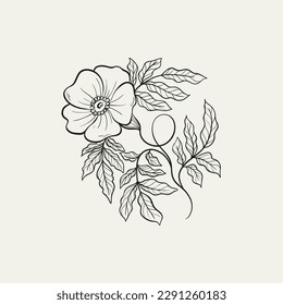 Botanical drawing. Minimal plant logo, botanical graphic sketch drawing,  meadow greenery, leaf and blooming flower abstract sketch element collection, rustic branch. Trendy tiny tattoo design, floral