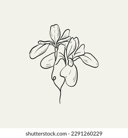 Botanical drawing. Minimal plant logo, botanical graphic sketch drawing,  meadow greenery, leaf and blooming flower abstract sketch element collection, rustic branch. Trendy tiny tattoo design, floral