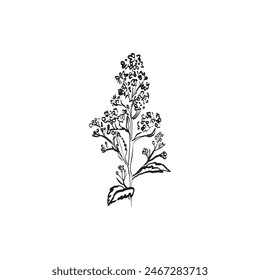 Botanical drawing. Minimal plant logo, botanical graphic sketch drawing,  meadow greenery, leaf and blooming flower abstract sketch element collection, rustic branch. Trendy tiny tattoo design, floral