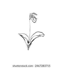 Botanical drawing. Minimal plant logo, botanical graphic sketch drawing,  meadow greenery, leaf and blooming flower abstract sketch element collection, rustic branch. Trendy tiny tattoo design, floral