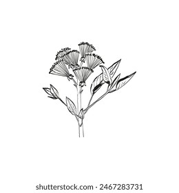 Botanical drawing. Minimal plant logo, botanical graphic sketch drawing,  meadow greenery, leaf and blooming flower abstract sketch element collection, rustic branch. Trendy tiny tattoo design, floral