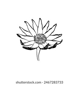 Botanical drawing. Minimal plant logo, botanical graphic sketch drawing,  meadow greenery, leaf and blooming flower abstract sketch element collection, rustic branch. Trendy tiny tattoo design, floral