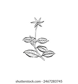 Botanical drawing. Minimal plant logo, botanical graphic sketch drawing,  meadow greenery, leaf and blooming flower abstract sketch element collection, rustic branch. Trendy tiny tattoo design, floral