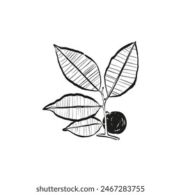 Botanical drawing. Minimal plant logo, botanical graphic sketch drawing,  meadow greenery, leaf and blooming flower abstract sketch element collection, rustic branch. Trendy tiny tattoo design, floral