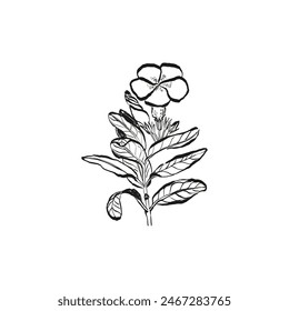 Botanical drawing. Minimal plant logo, botanical graphic sketch drawing,  meadow greenery, leaf and blooming flower abstract sketch element collection, rustic branch. Trendy tiny tattoo design, floral