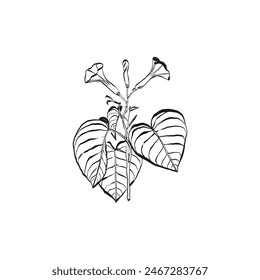 Botanical drawing. Minimal plant logo, botanical graphic sketch drawing,  meadow greenery, leaf and blooming flower abstract sketch element collection, rustic branch. Trendy tiny tattoo design, floral