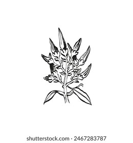 Botanical drawing. Minimal plant logo, botanical graphic sketch drawing,  meadow greenery, leaf and blooming flower abstract sketch element collection, rustic branch. Trendy tiny tattoo design, floral
