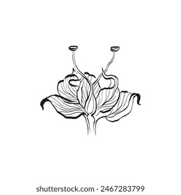 Botanical drawing. Minimal plant logo, botanical graphic sketch drawing,  meadow greenery, leaf and blooming flower abstract sketch element collection, rustic branch. Trendy tiny tattoo design, floral