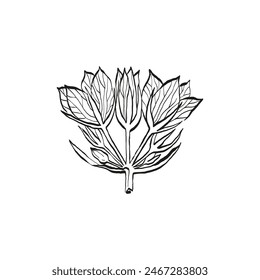 Botanical drawing. Minimal plant logo, botanical graphic sketch drawing,  meadow greenery, leaf and blooming flower abstract sketch element collection, rustic branch. Trendy tiny tattoo design, floral