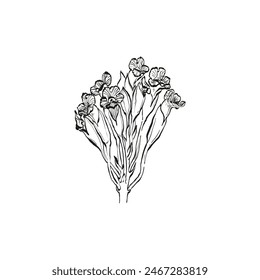 Botanical drawing. Minimal plant logo, botanical graphic sketch drawing,  meadow greenery, leaf and blooming flower abstract sketch element collection, rustic branch. Trendy tiny tattoo design, floral