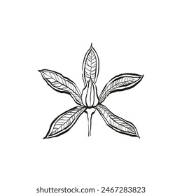 Botanical drawing. Minimal plant logo, botanical graphic sketch drawing,  meadow greenery, leaf and blooming flower abstract sketch element collection, rustic branch. Trendy tiny tattoo design, floral