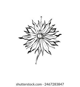 Botanical drawing. Minimal plant logo, botanical graphic sketch drawing,  meadow greenery, leaf and blooming flower abstract sketch element collection, rustic branch. Trendy tiny tattoo design, floral