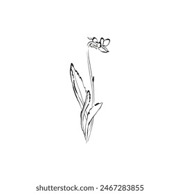 Botanical drawing. Minimal plant logo, botanical graphic sketch drawing,  meadow greenery, leaf and blooming flower abstract sketch element collection, rustic branch. Trendy tiny tattoo design, floral