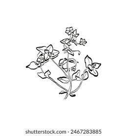 Botanical drawing. Minimal plant logo, botanical graphic sketch drawing,  meadow greenery, leaf and blooming flower abstract sketch element collection, rustic branch. Trendy tiny tattoo design, floral