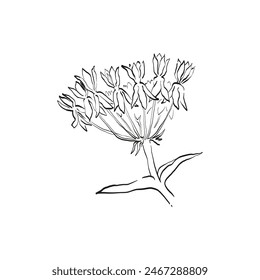 Botanical drawing. Minimal plant logo, botanical graphic sketch drawing,  meadow greenery, leaf and blooming flower abstract sketch element collection, rustic branch. Trendy tiny tattoo design, floral