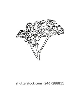 Botanical drawing. Minimal plant logo, botanical graphic sketch drawing,  meadow greenery, leaf and blooming flower abstract sketch element collection, rustic branch. Trendy tiny tattoo design, floral