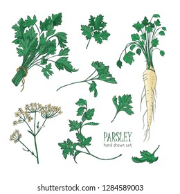 Botanical drawing of parsley leaves, flowers or inflorescence and root. Plant used in culinary as spice or condiment isolated on white background. Realistic colorful hand drawn vector illustration.