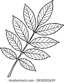 Botanical drawing of a pinnate leaf branch