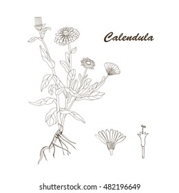 Botanical drawing of the plant Calendula