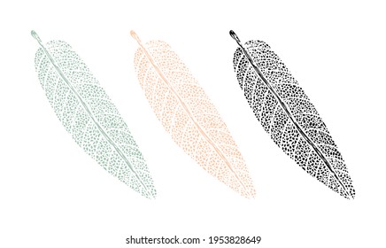 Botanical drawing print of a sage leaf