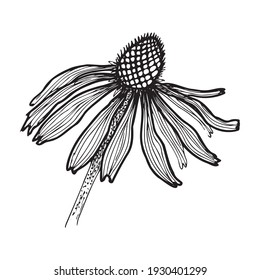 Botanical Drawing single echinocea flower contour doodle