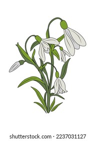 Botanical drawing of Snowdrop January birth month flower