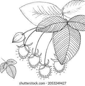 Botanical drawing. Vector hand drawn design element. Minimal plant logo, meadow greenery, leaf and blooming flower abstract sketch element, linear rustic branch. 
