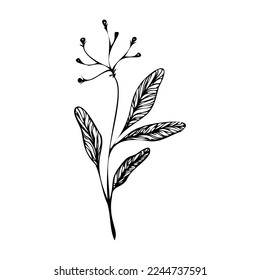 Botanical drawing. Wild grass flower. Abstract flowers. Twig with leaves vector. Clip art herbarium.