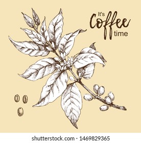 Botanical drawings of coffea or coffee tree branches with leaves, flowers and fruits on beige background. Vector graphics in vintage style.