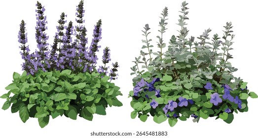Botanical duo Ajuga reptans Mazus reptans cutout, lush creeping carpet plants, spring flowering edges, cottage garden filler, drought tolerant shade plants, vector illustration, nature concept art.