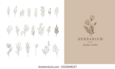 Botanical elegant, delicate hand drawn elements, minimalist modern style. Vector illustrations and design