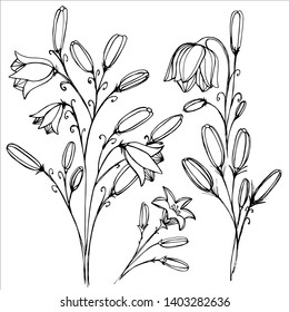 Botanical elegant set with vintage beautiful wildflowers of ink. Delicate and romantic floral design element, perfect for templates, weddings, packaging, scrapbooking. - Stock Illustration