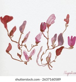 Botanical element of magnolia flowers. Watercolor design for wedding, cards, invitations, congratulations.
