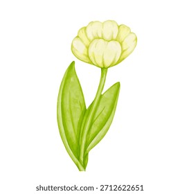 Botanical element of a spring white tulip flower. Vector graphics.