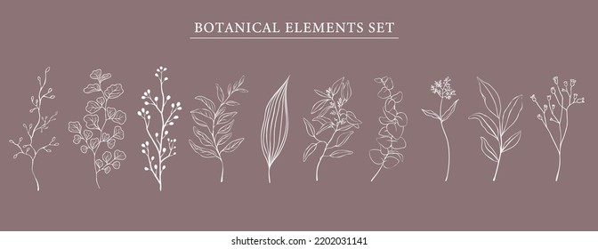 Botanische Elemente gesetzt. Handgezeichnete botanische Kontur, Vektorgrafik der weißen Linie. Eine Reihe von Ästen, Blättern, Zweigen, Gartengrasen im Linienstil für Blumenmuster, Bouquets und Kompositionen.