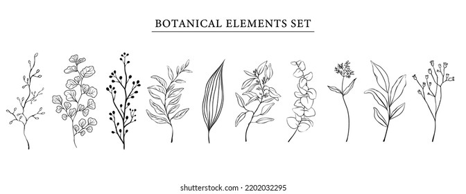 Conjunto de elementos botánicos. Ilustración del vector de contorno dibujado a mano sobre fondo aislado blanco. Conjunto de ramas, hojas, ramas, hierbas de jardín en línea para patrones florales, ramos y composición