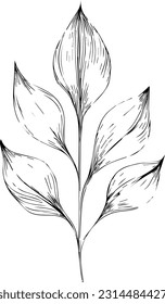 Botanische Elemente Vektorkunst natürliche Herbstblatt von handgezeichnet Illustration einzeln auf weißem Hintergrund Clip Kunstfarbbuch und Seiten. botanische Blattlesenkunst.