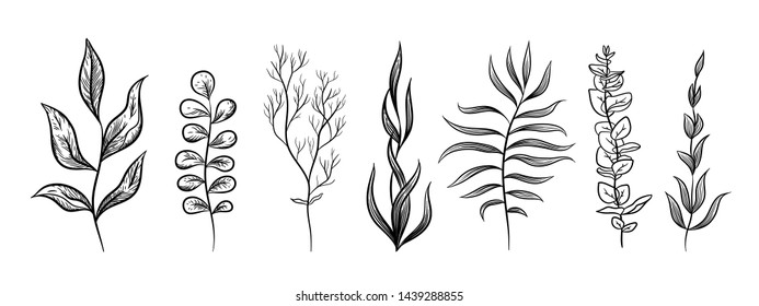 Botanical elements. Vintage branches leaves for wedding and greeting cards, invitations and blogs. Vector hand drawn decorative set