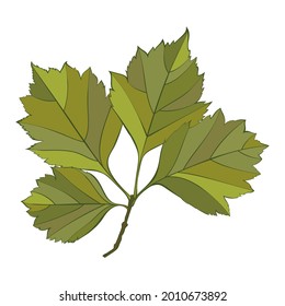 Botanical elm green leaves isolated on white background. Simple cartoon flat style vector illustration.