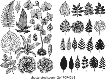 Botanical engravings of various types of plants. A collection of intricate line drawings featuring tropical leaves, ferns, and plants that evoke a sense of natural beauty.