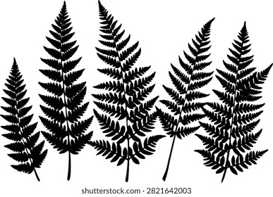 Botanical fern set clean silhouette vector illustration
