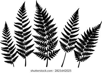 Botanical fern set silhouette vector illustration