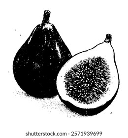 botanical fig illustration in black and white vector styled with engraving details