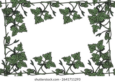 Botanical floral frame with grapevine isolated on white background. Hand drawn vine plant with long stem and green leaves vector illustration. Graphic design element for Birthday Wedding Greeting Card